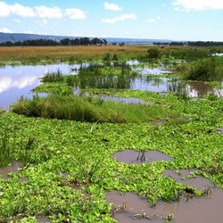 flooded savannah