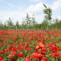 Poppy field ib spring