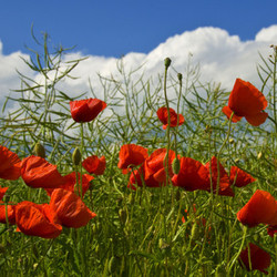 poppies