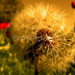 warm dandelion