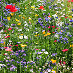 wildflower meadow