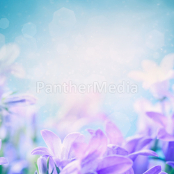 Campanula floral background
