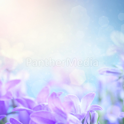 Campanula floral background