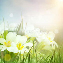 Fresh primrose flowers in the spring meadow