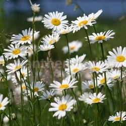 wucherblume