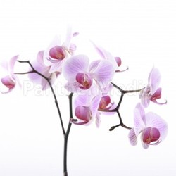 orchid