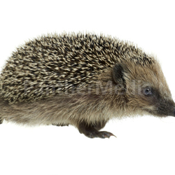walking hedgehog in white back