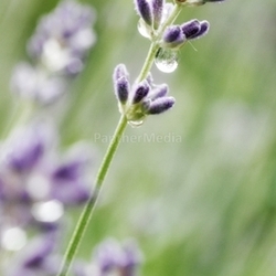 lavandula