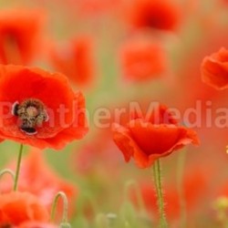poppies