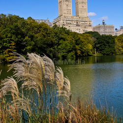 in central park