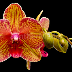 orchid