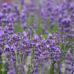 lavender field