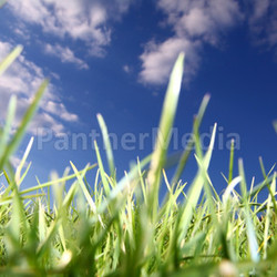 meadow