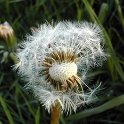 dandelion