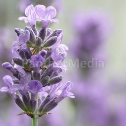 lavandula angustifolia