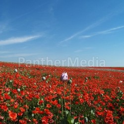 agriculture shines pink powerful nature speisemohn profuse