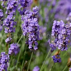 lavender flowers