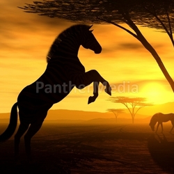 african spirit vii