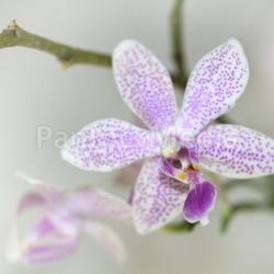 phalaenopsis mahinhin