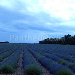 the scent of provence
