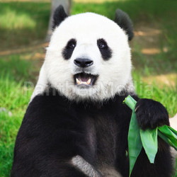 Giant panda