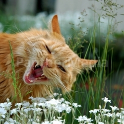 wildcat