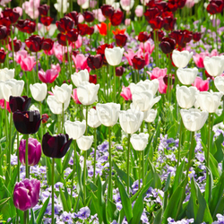 Blumenmeer