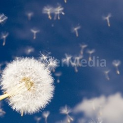 dandelion (taraxacum officinale)
