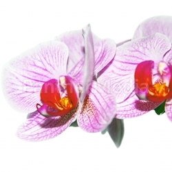 orchid