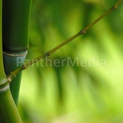 bamboo phyllostachys iridescens