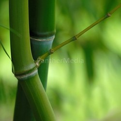 bamboo phyllostachys iridescens
