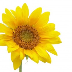isolated sunflower