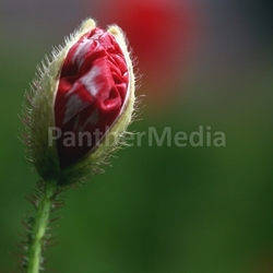 gossip poppy