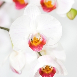 orchid
