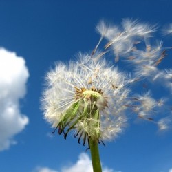 dandelion