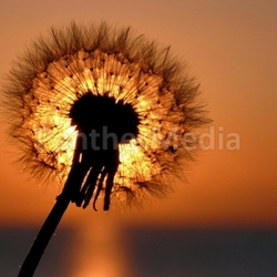 suns-pusteblume
