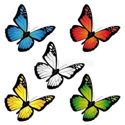 butterflies of different colors