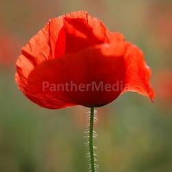 mohnblüte