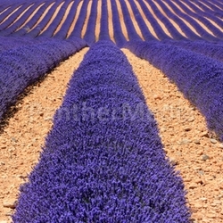 lavender field 3