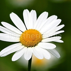 daisy