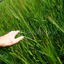 Liebe zur Natur
