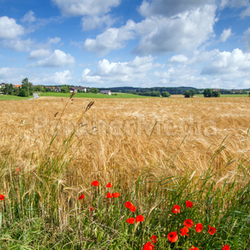 Gerstenfeld in Bayern