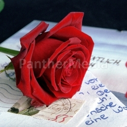 declaration of love