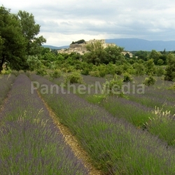 lavender 05