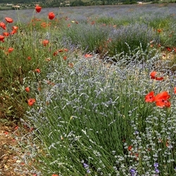 lavender 23