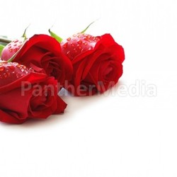 Three red roses with water drops isolated on white