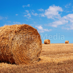 Bales of wheat in summer time