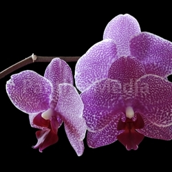 orchideenrispe