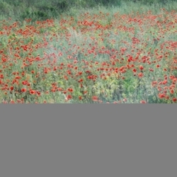 poppy field