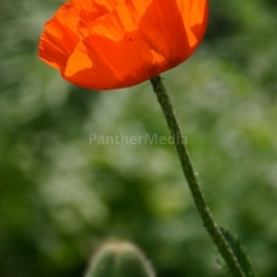 poppy bud flower plant gardens red